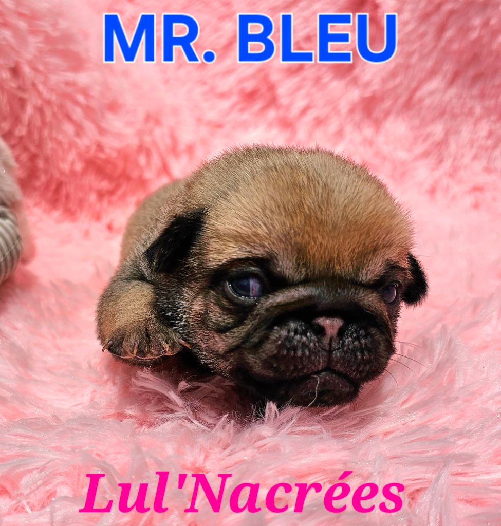 Lul'nacrees - Chiots disponibles - Carlin