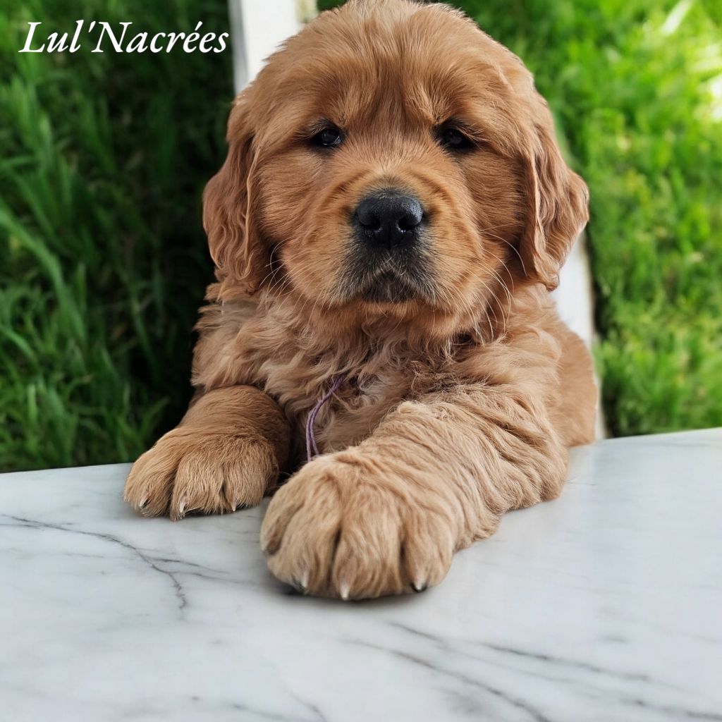 Lul'nacrees - Chiots disponibles - Golden Retriever