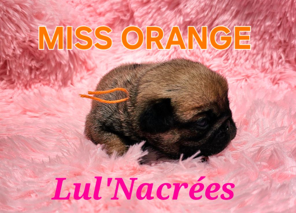Lul'nacrees - Chiots disponibles - Carlin