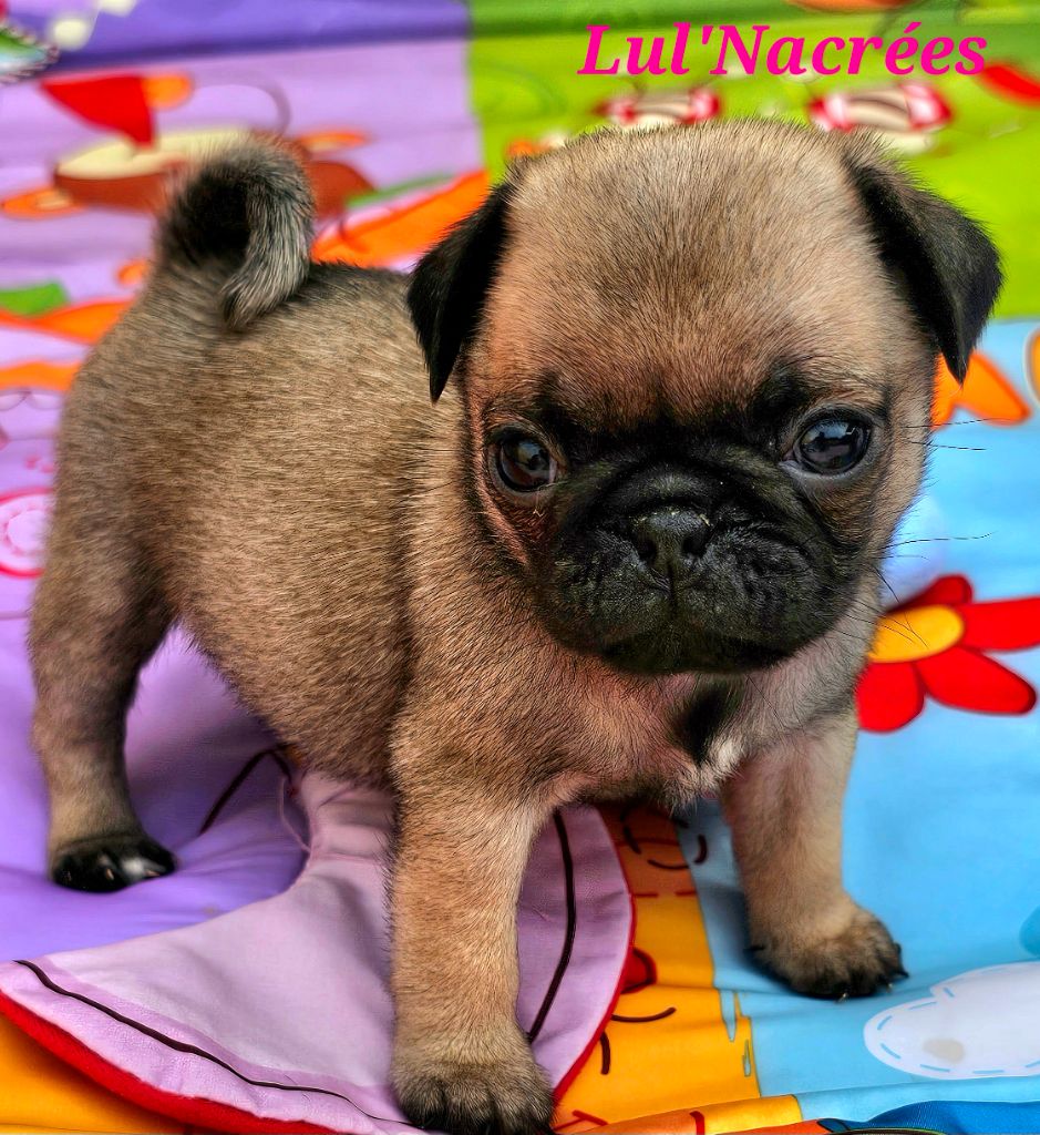 Lul'nacrees - Chiots disponibles - Carlin