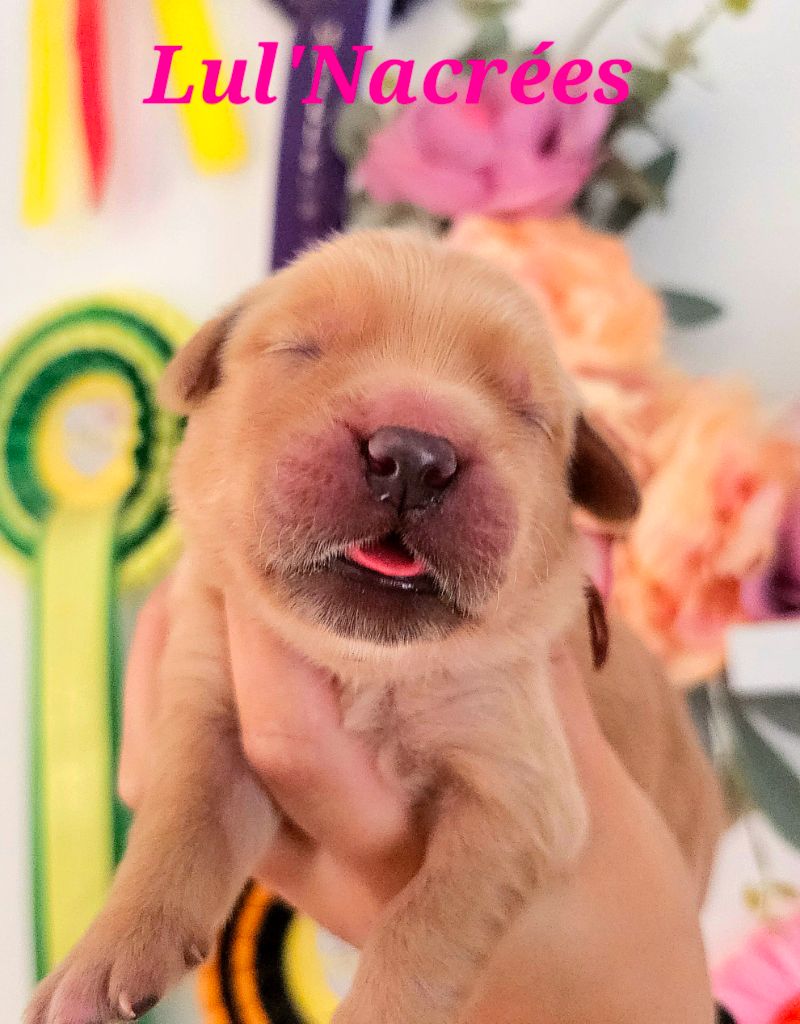Lul'nacrees - Chiots disponibles - Golden Retriever