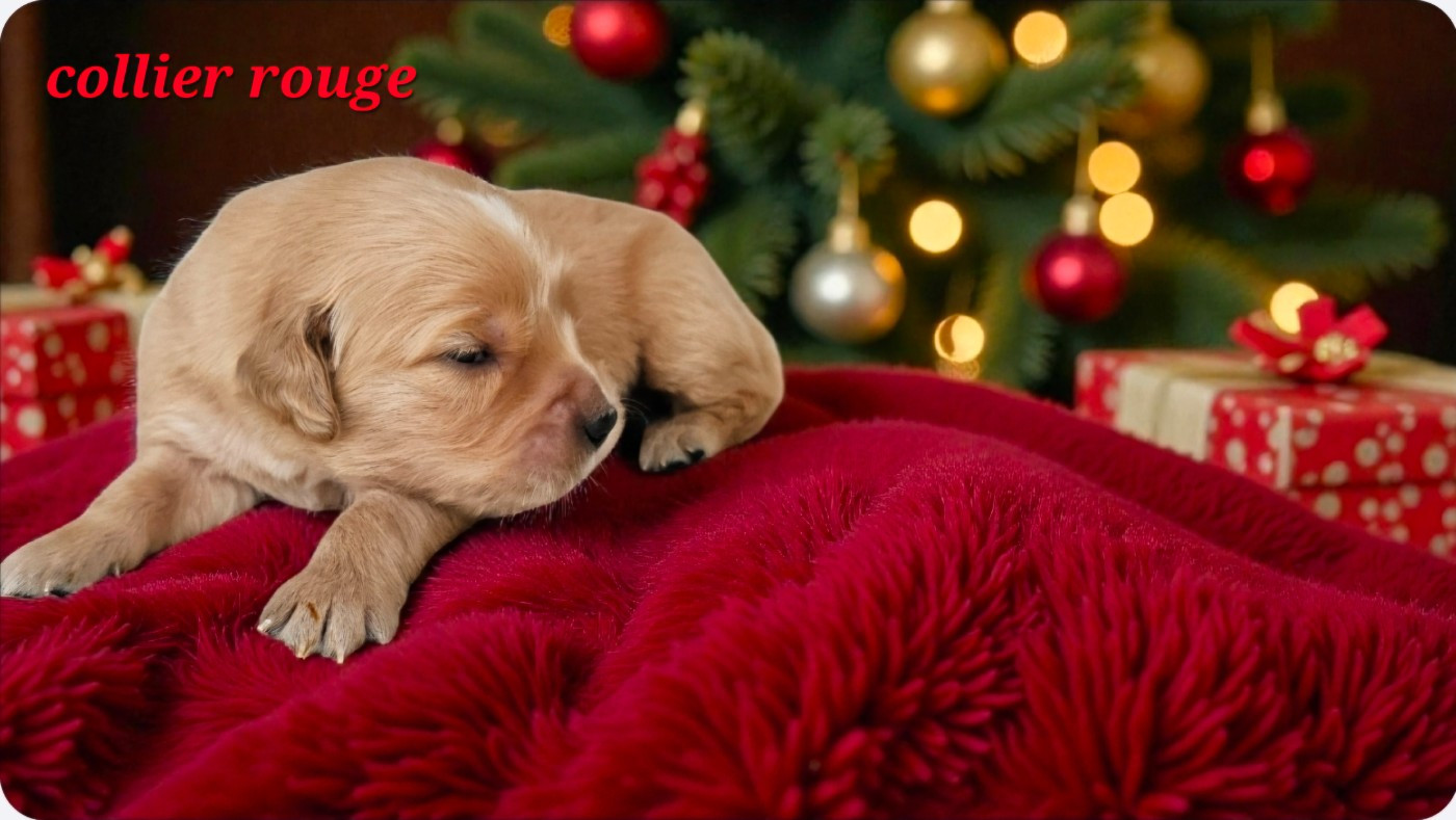 Lul'nacrees - Chiots disponibles - Golden Retriever