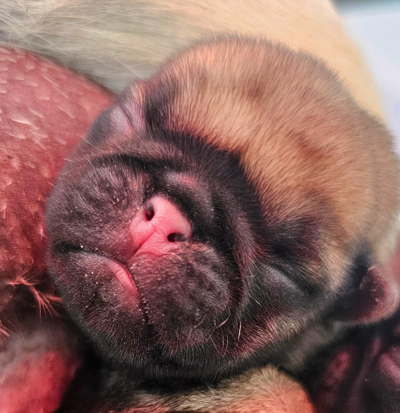 Lul'nacrees - Chiots disponibles - Carlin