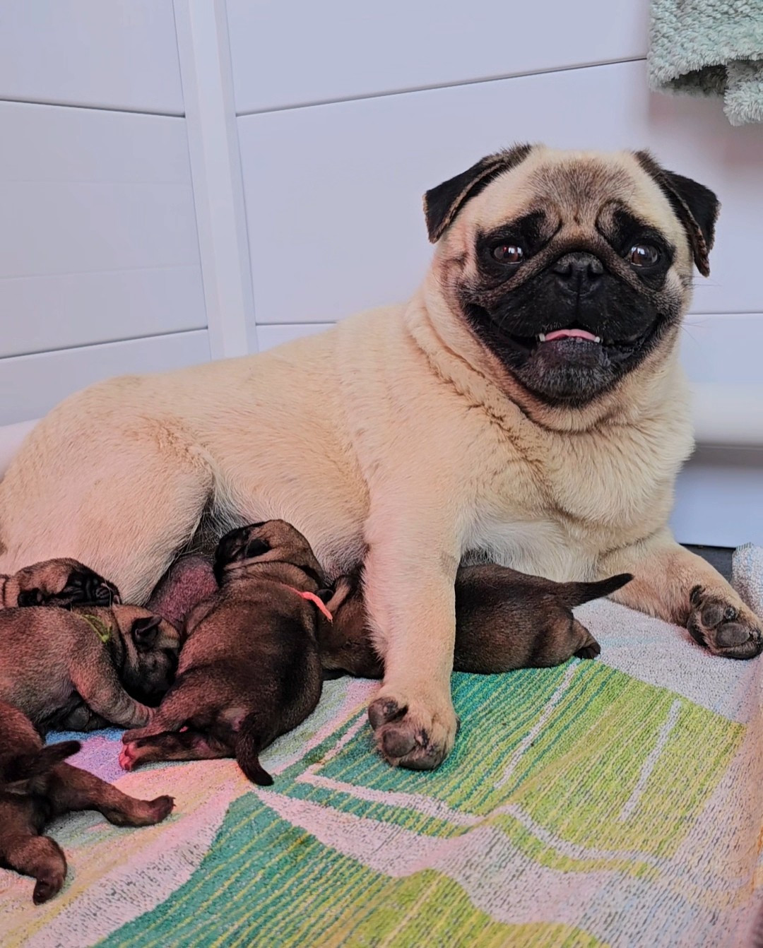 Lul'nacrees - Chiots disponibles - Carlin