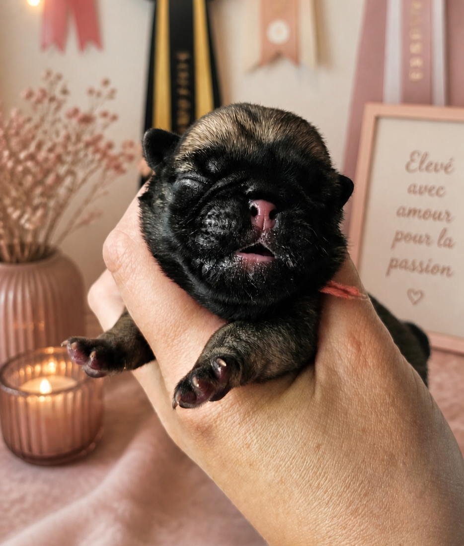 Lul'nacrees - Chiots disponibles - Carlin