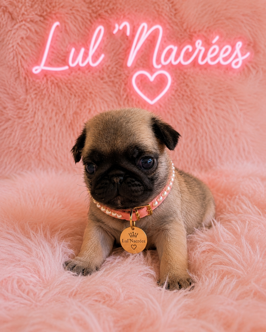 Lul'nacrees - Chiots disponibles - Carlin