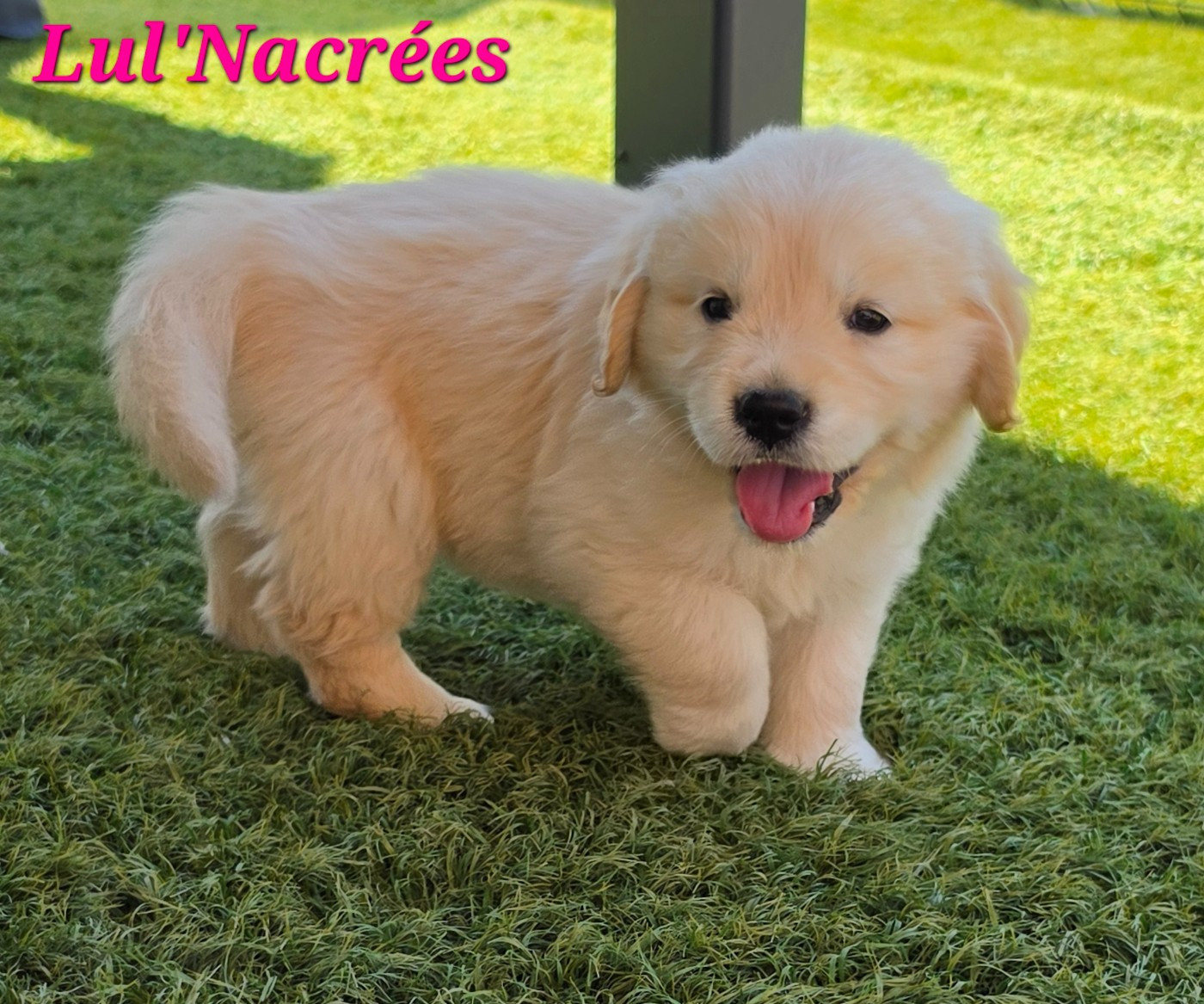 Lul'nacrees - Chiots disponibles - Golden Retriever