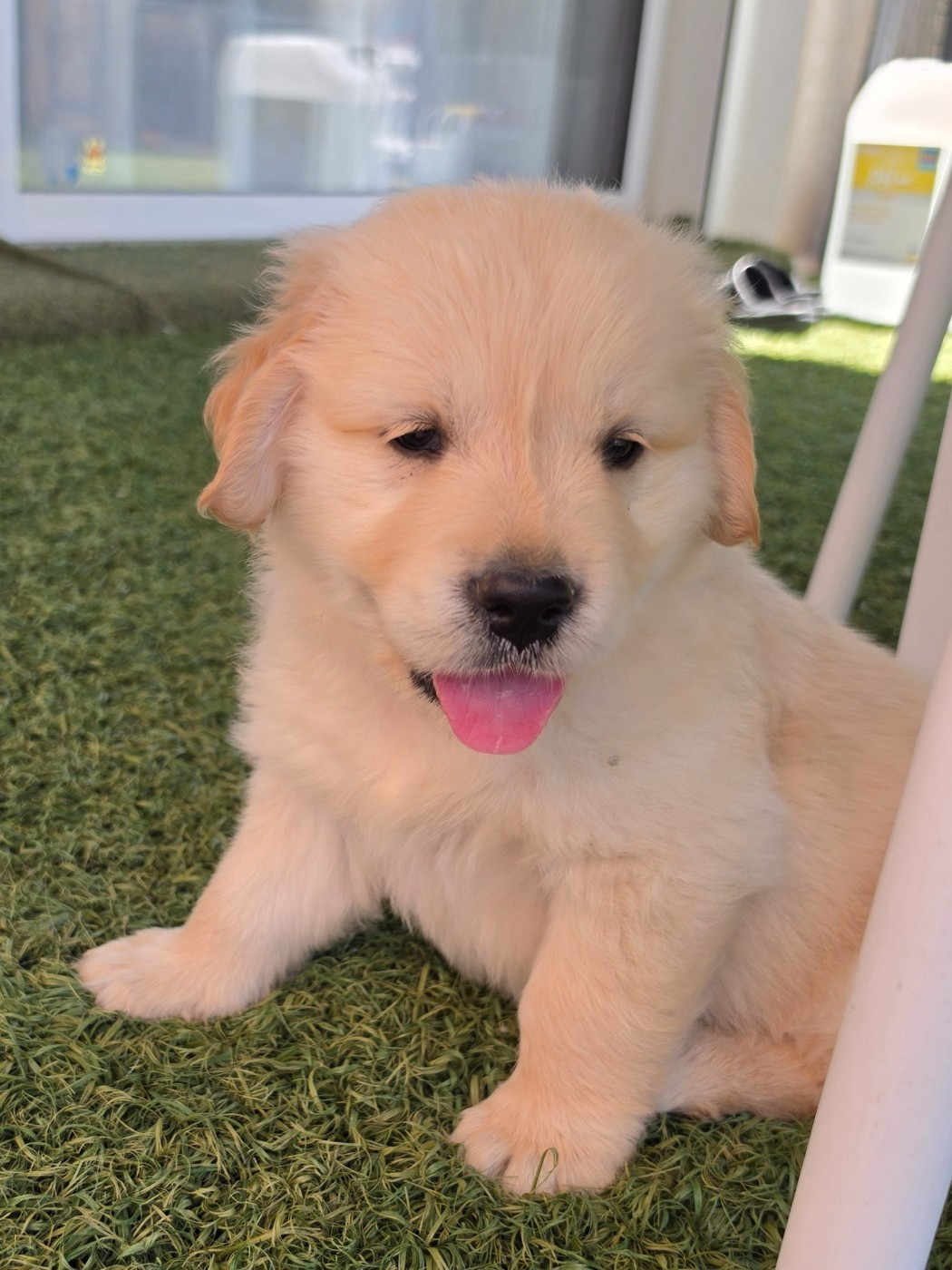Lul'nacrees - Chiots disponibles - Golden Retriever