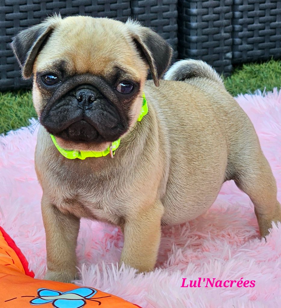 Lul'nacrees - Chiots disponibles - Carlin