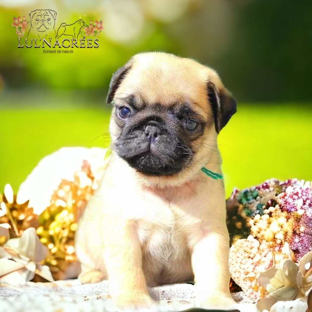Lul'nacrees - Chiots disponibles - Carlin