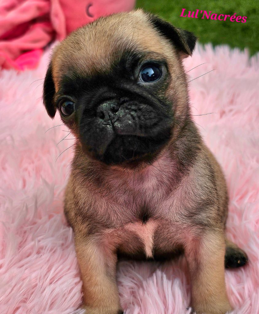 Lul'nacrees - Chiots disponibles - Carlin