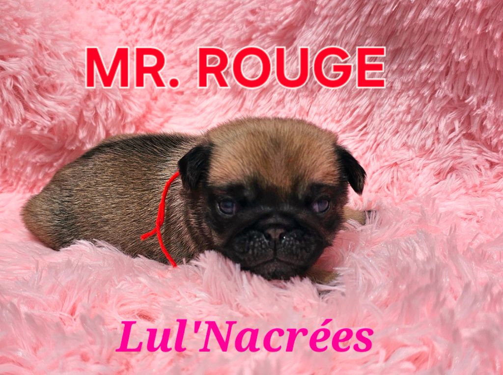 Lul'nacrees - Chiots disponibles - Carlin