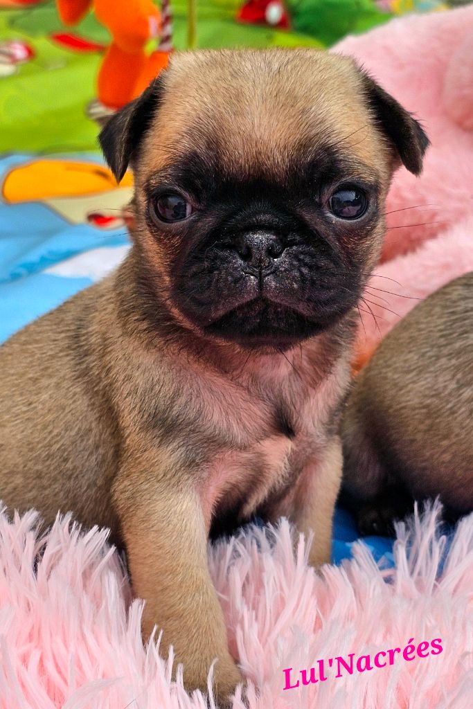 Lul'nacrees - Chiots disponibles - Carlin