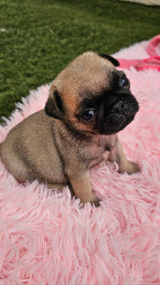 CHIOT 7