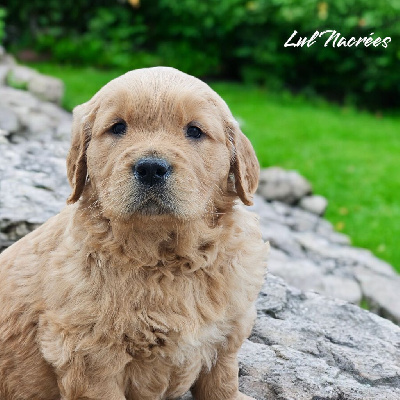 CHIOT