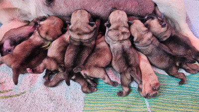CHIOT 2