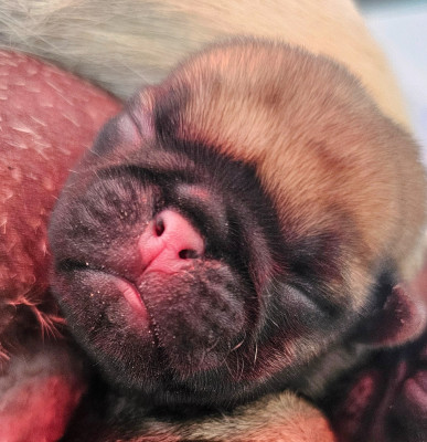 CHIOT 7