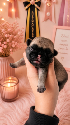 CHIOT 7