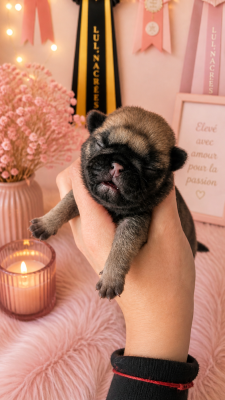 CHIOT 8