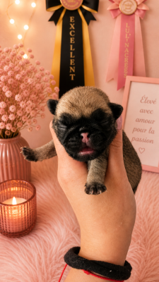 CHIOT 2