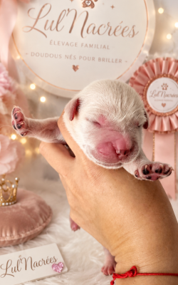 CHIOT 8
