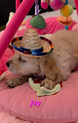 CHIOT 1