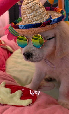 CHIOT 2