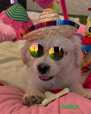 CHIOT 6