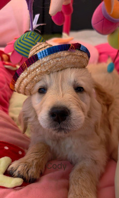 CHIOT 7