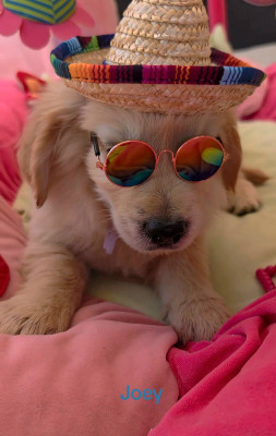 CHIOT 8