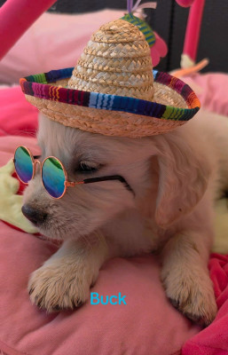 CHIOT 9