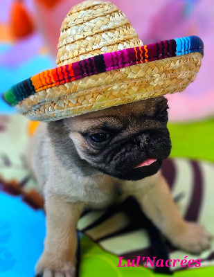 CHIOT