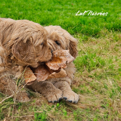 CHIOT