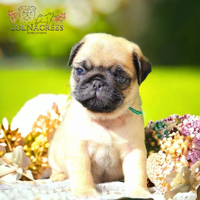 CHIOT