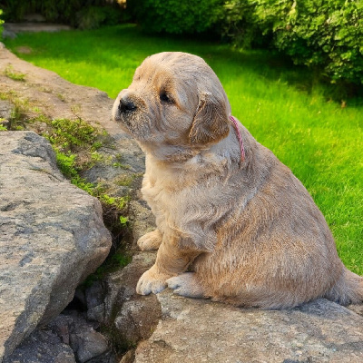 CHIOT
