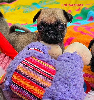 CHIOT 5