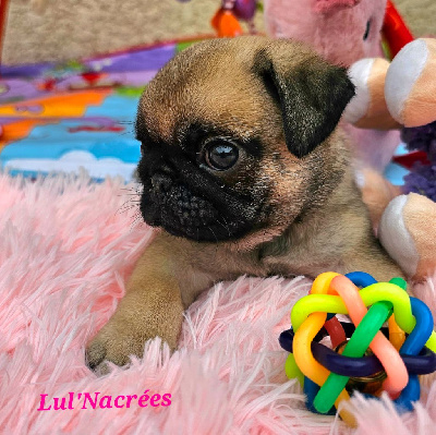 CHIOT 2