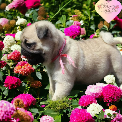 CHIOT