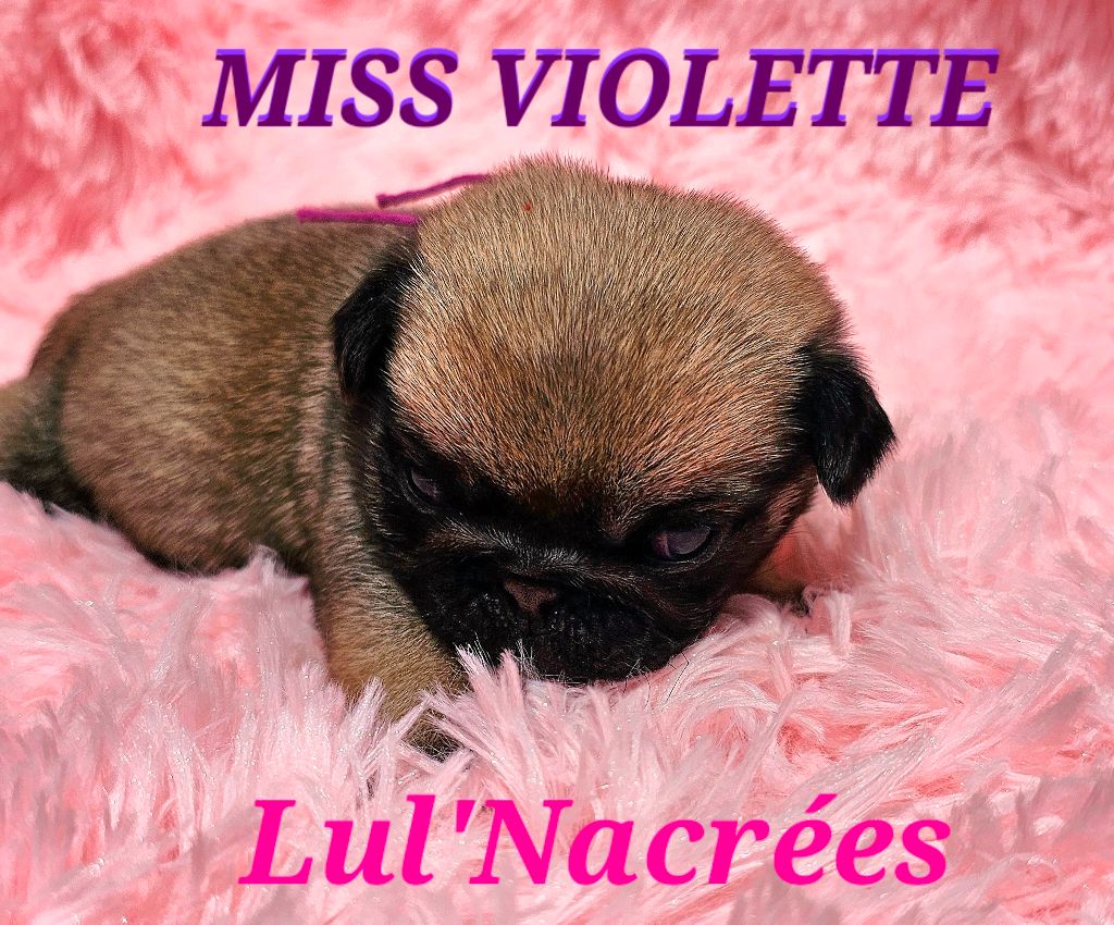 Lul'nacrees - Chiots disponibles - Carlin