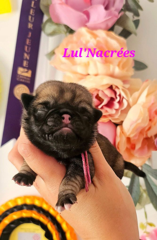 Chiot Carlin Lul'nacrees