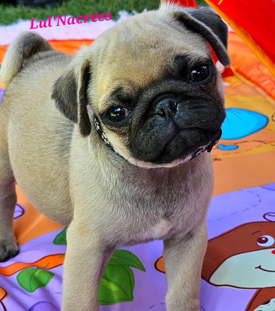 Lul'nacrees - Chiots disponibles - Carlin