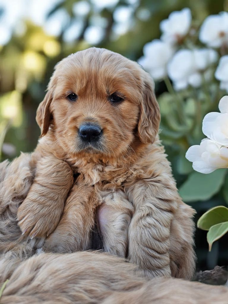 Lul'nacrees - Chiots disponibles - Golden Retriever