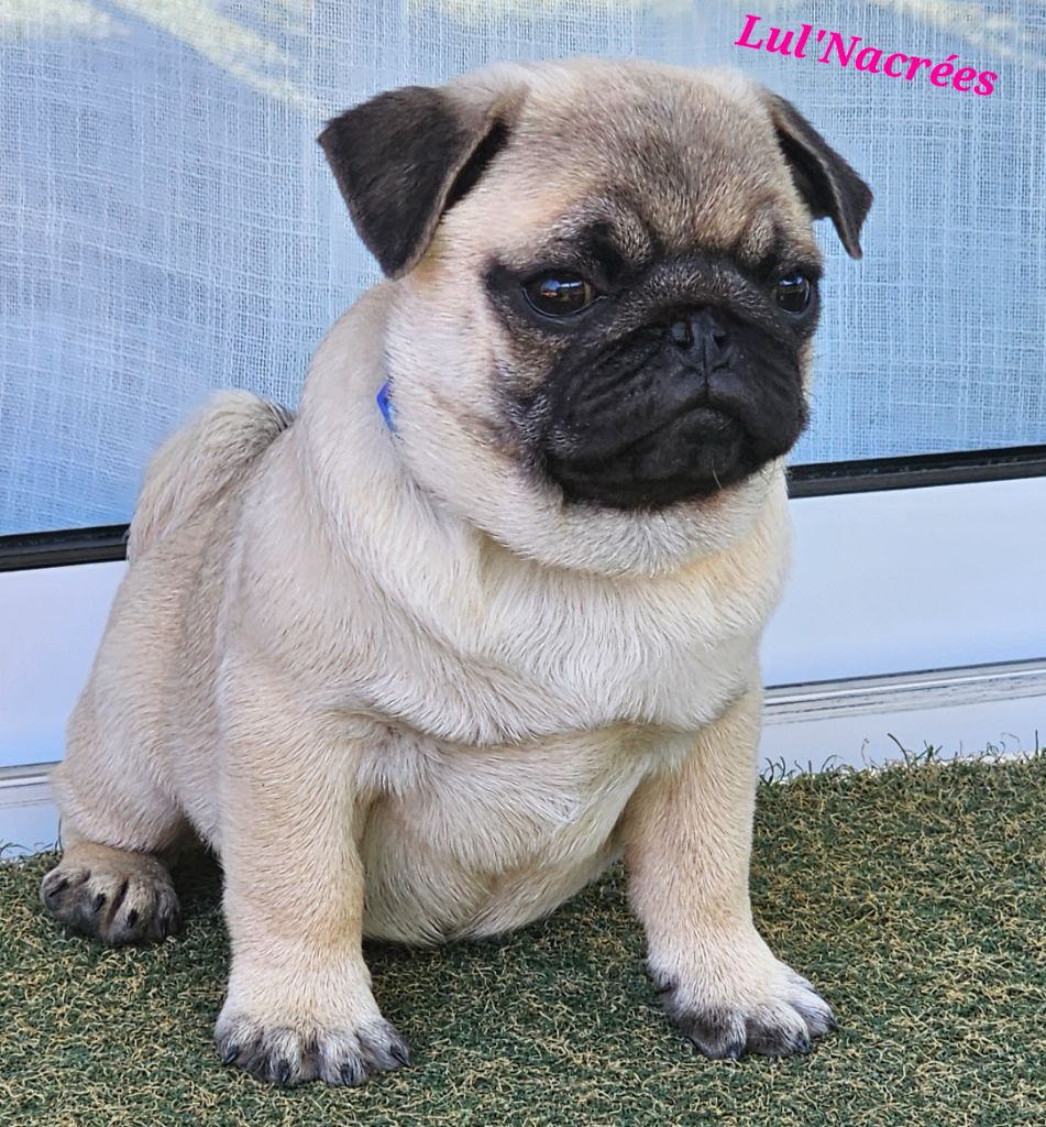 Lul'nacrees - Chiots disponibles - Carlin
