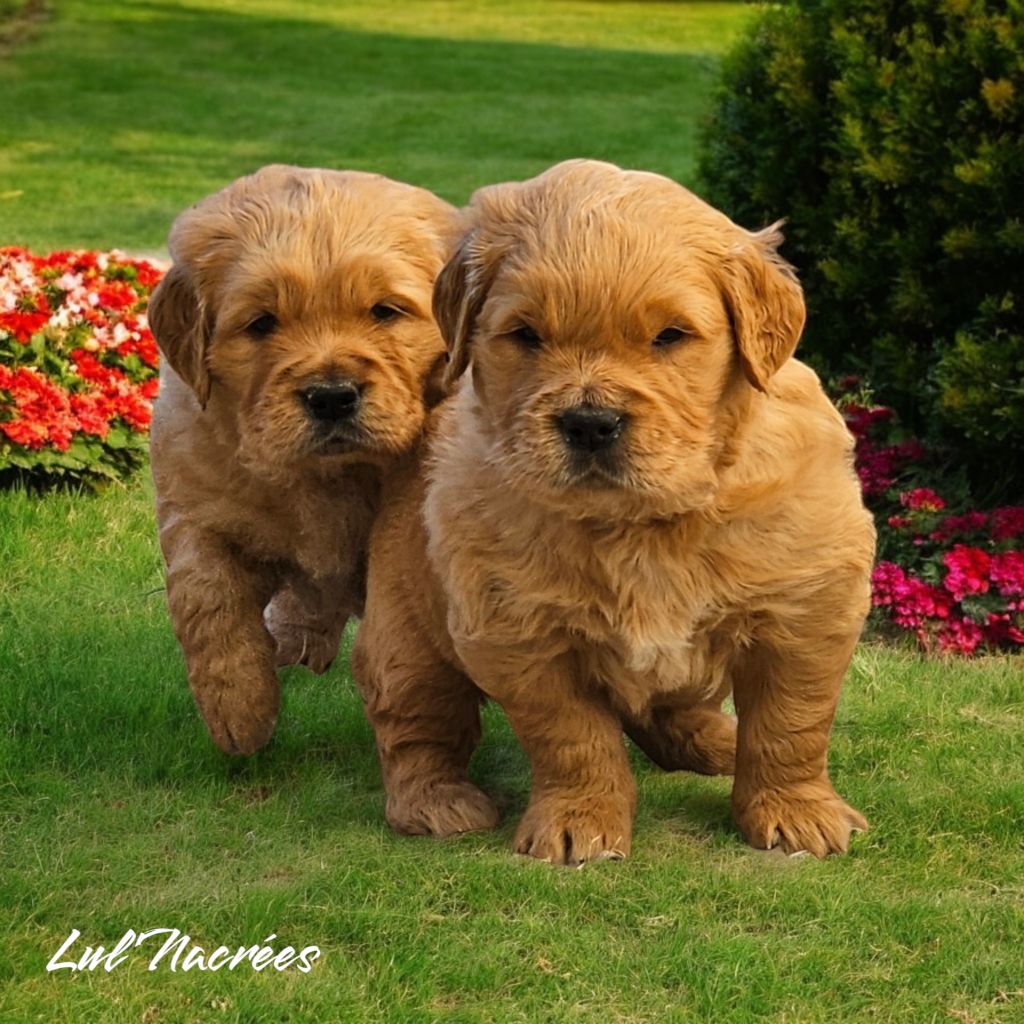 Lul'nacrees - Chiots disponibles - Golden Retriever